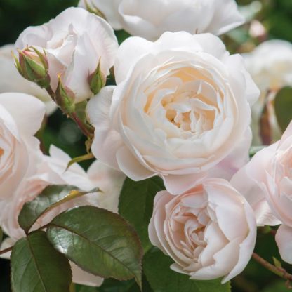Anglická růže - Desdemona