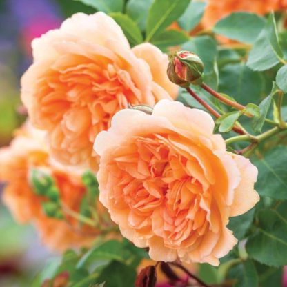Anglická růže-Dame Judi Dench