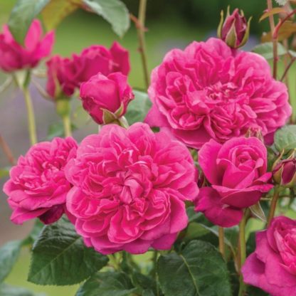 Anglická růže-James L. Austin