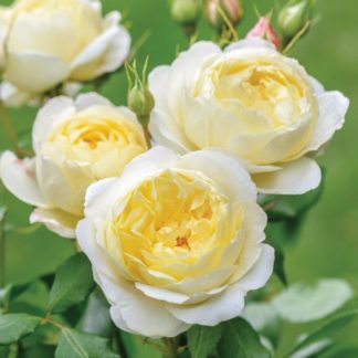 Anglická růže-Vanessa Bell